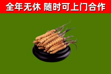 东山县烟酒回收冬虫夏草.jpg