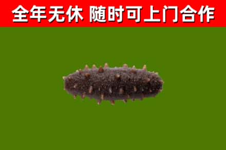 东山县烟酒回收干海参.jpg